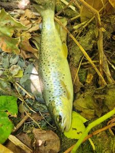Brown Trout