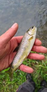 Brown Trout