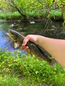 Brown Trout