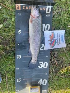 Rainbow Trout