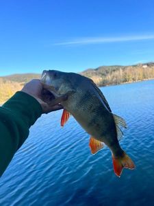 European Perch