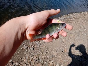 European Perch