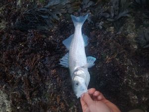 European Bass (Seabass)