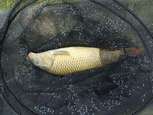 Common Carp