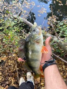 European Perch
