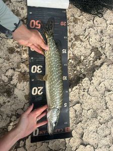 Northern Pike