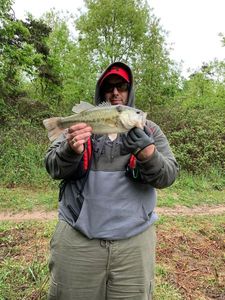 Largemouth Bass