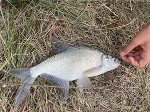 Common Bream