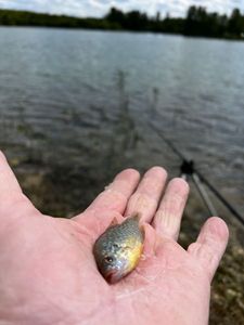 Green Sunfish