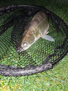 Zander