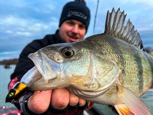 European Perch