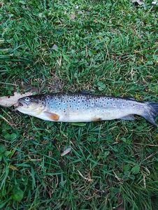 Brown Trout