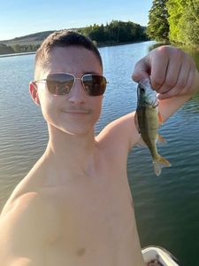European Perch