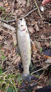 Brown Trout