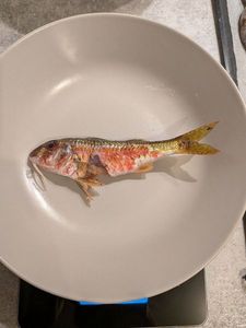 Surmullet