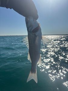 European Bass (Seabass)