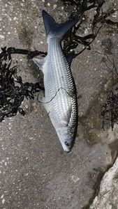 Thicklip Grey Mullet