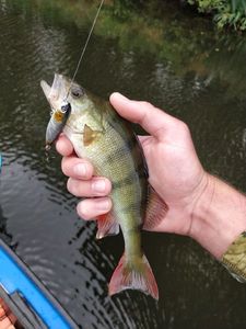 European Perch