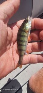 European Perch