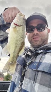 Largemouth Bass