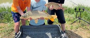 Common Carp