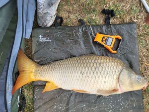 Common Carp