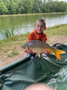 Mirror Carp