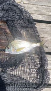 Gilthead Seabream