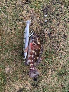 Red Grouper