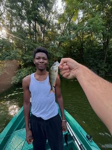 European Perch