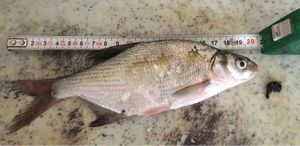 Common Bream