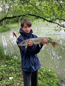 Northern Pike