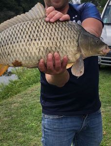 Common Carp