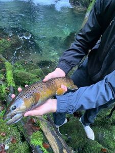 Brown Trout