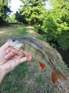 European Perch