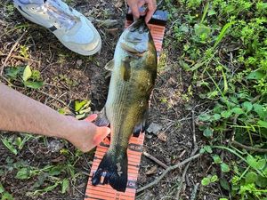 Largemouth Bass