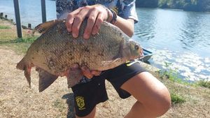 Common Bream