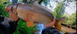 Common Carp