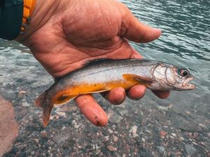 Arctic Char