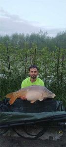 Mirror Carp
