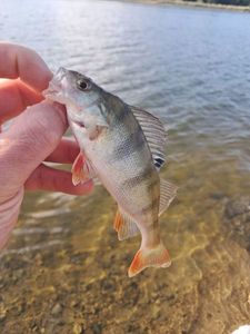 European Perch