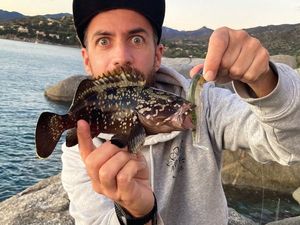 Brown Grouper (Dusky)