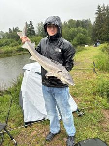 Sturgeon