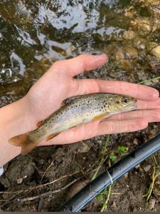 Brown Trout