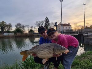 Common Carp
