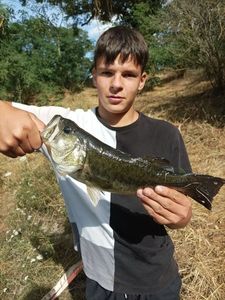 Largemouth Bass