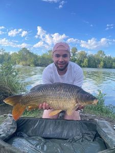 Common Carp