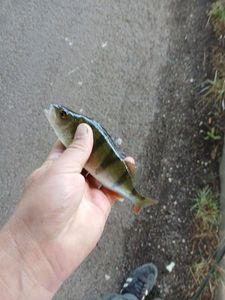 European Perch