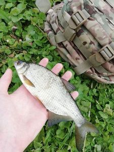 Common Bream