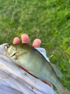 European Perch